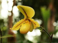 Yellow Pitcher Orchid